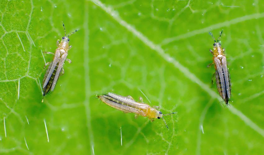 Los mejores insecticidas para trips